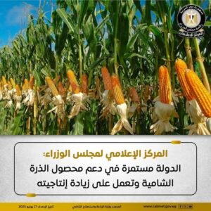 الدولة مستمرة في دعم محصول الذرة الشامية وتعمل على زيادة إنتاجيته