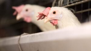  أستراليا تبلغ عن أول حالة إصابة بشرية بأنفلونزا الطيور H5N1