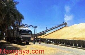 توريد 137 ألف طن من القمح بنسبة 37.5 % لموسم الحصاد الحالى بأسوان