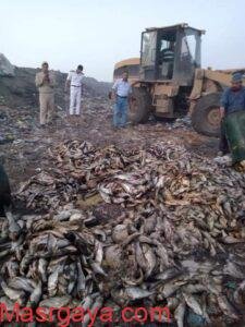 محافظ كفر الشيخ : إعدام 6 طن أسماك سيلفر غير صالحة للإستهلاك الآدمي بفوه