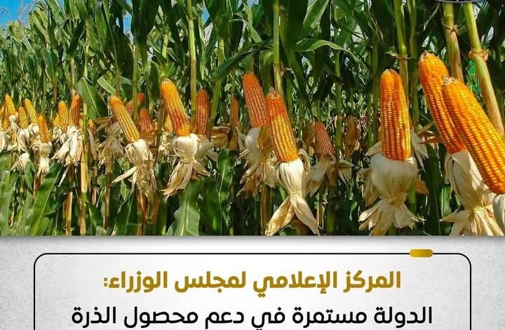 الدولة مستمرة في دعم محصول الذرة الشامية وتعمل على زيادة إنتاجيته