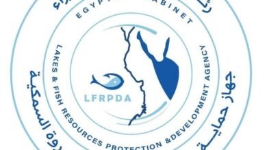 جهاز حماية وتنمية البحيرات: إطلاق الدفعة الرابعة من يرقات الجمبري في بحيرة قارون